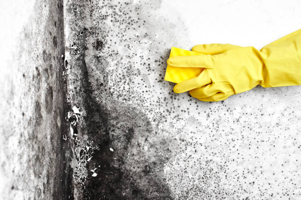 Best Mold Removal Company Near Me  in Burlington, NC