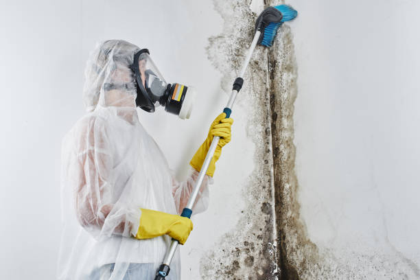 Best Emergency Mold Removal  in Burlington, NC