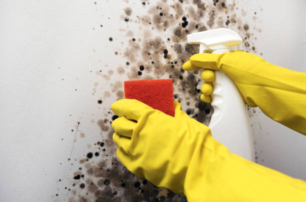 Professional Mold Removal in Burlington, NC