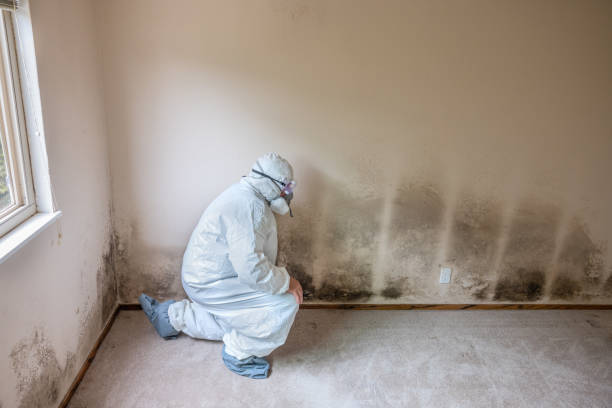 Best Commercial Mold Removal  in Burlington, NC